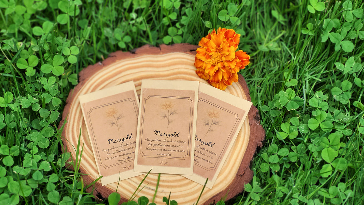 Semences Marigold